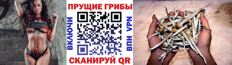 Галлюциногенные грибы мицелий  Цоци-Юрт 